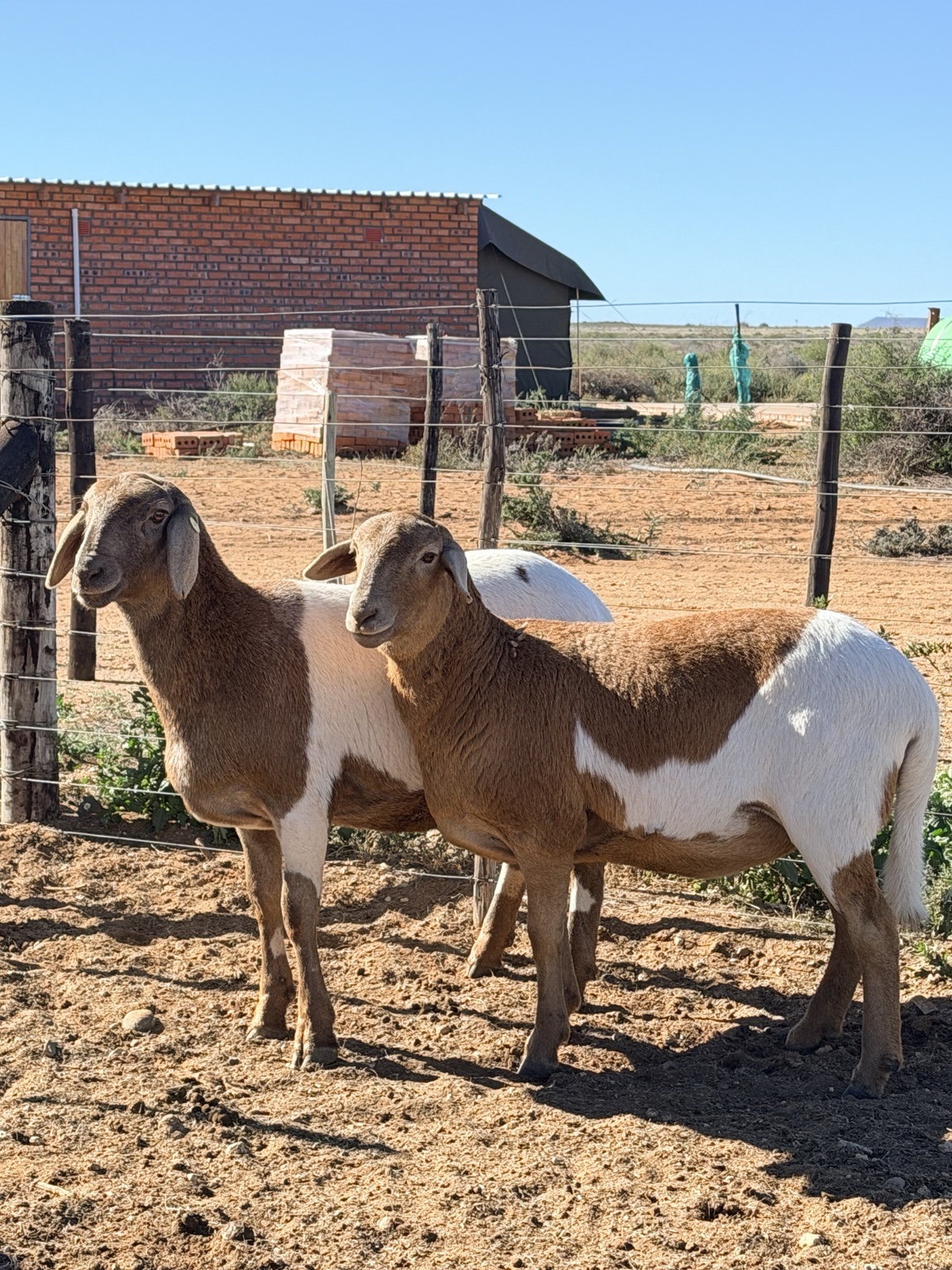 Karoo sheep at Deelfontein