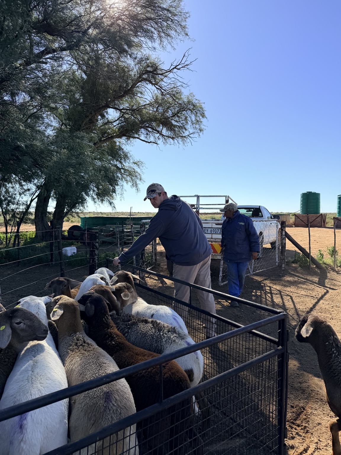 Working with the sheep on the farm